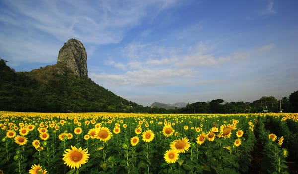 Blooming sunflower against the blue sky background
