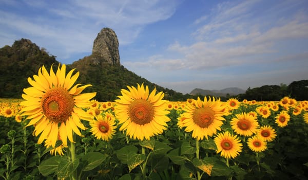 Blooming sunflower against the blue sky background
