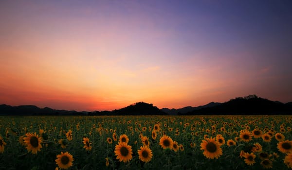 Blooming sunflower against the beautiful sky background