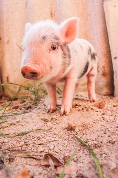 Close-up of a cute muddy piglet running around outdoors on the farm. Ideal image for organic farming