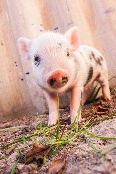 Close-up of a cute muddy piglet running around outdoors on the farm. Ideal image for organic farming