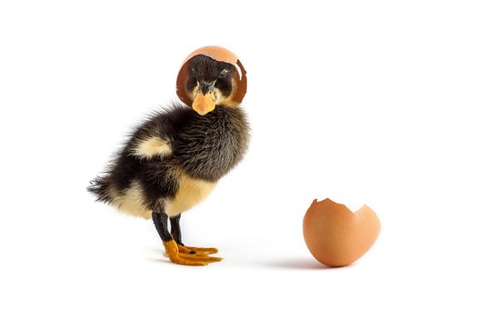 Black small duckling with egg isolated on a white background