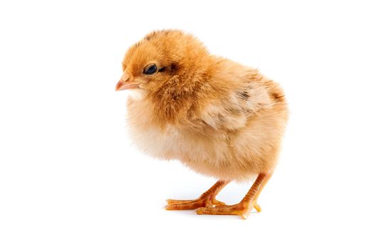 The yellow small chick isolated on a white background