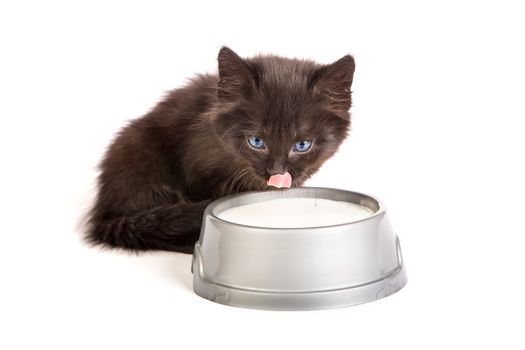 Cute black kitten drinks milk, isolated on a white background