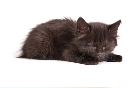Cute black small kitten isolated on a white background