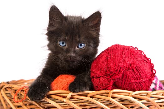 Black kitten playing with a red ball of yarn isolated on a white background