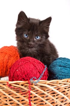 Black kitten playing with a red ball of yarn isolated on a white background