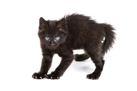 Frightened black kitten standing in front of white background