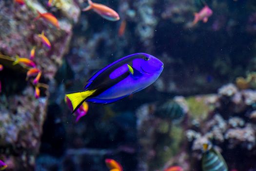 Photo of a tropical fish on a coral reef in Dubai aquarium
