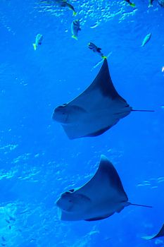 Photo of a tropical fish on a coral reef in Dubai aquarium. Stingray fish