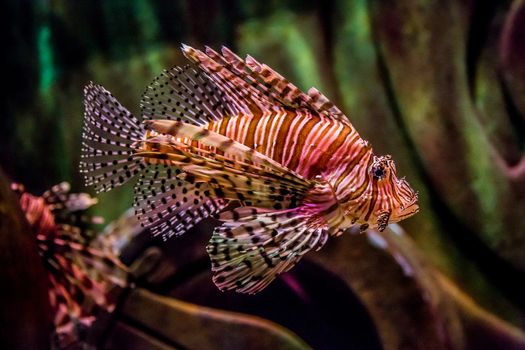 Lionfish in a Dubai aquarium. Pterois mombasae. Petrois Volitans. Lionfish. Turkeyfish. Scorpionfish. Firefish.