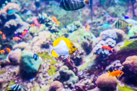 Photo of a tropical fish on a coral reef in Dubai aquarium