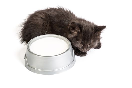 Cute black kitten drinks milk, isolated on a white background