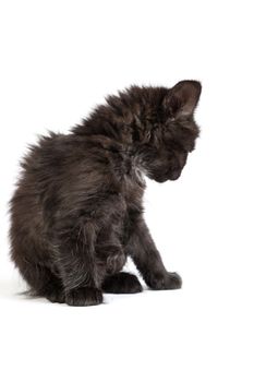 Cute black small kitten isolated on a white background