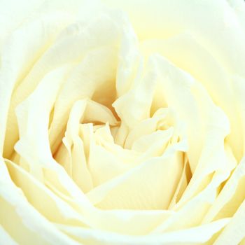Fragile white rose texture use for background