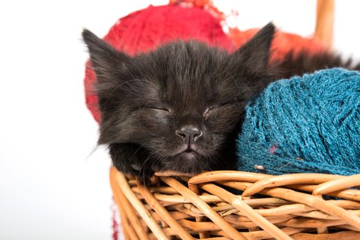 Black kitten playing with a red ball of yarn isolated on a white background