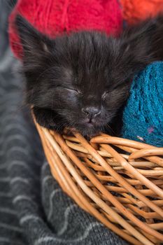 Black kitten playing with a red ball of yarn isolated on a white background