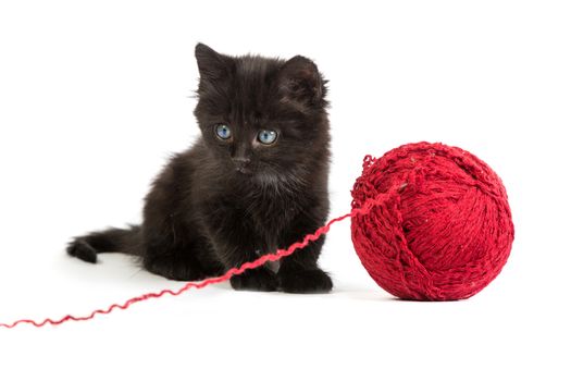 Black kitten playing with a red ball of yarn isolated on a white background