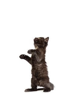 Cute black small kitten isolated on a white background