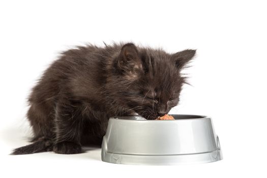 Cute black kitten eating cat food, isolated on a white background