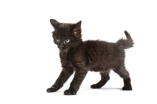 Cute black small kitten isolated on a white background