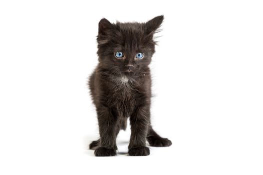 Cute black small kitten isolated on a white background