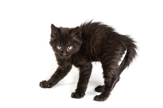 Frightened black kitten standing in front of white background