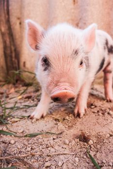 Close-up of a cute muddy piglet running around outdoors on the farm. Ideal image for organic farming