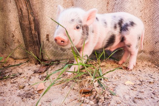 Close-up of a cute muddy piglet running around outdoors on the farm. Ideal image for organic farming