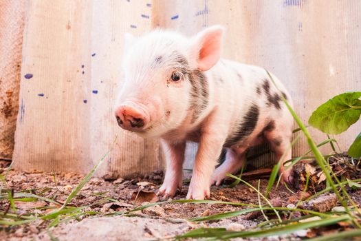 Close-up of a cute muddy piglet running around outdoors on the farm. Ideal image for organic farming