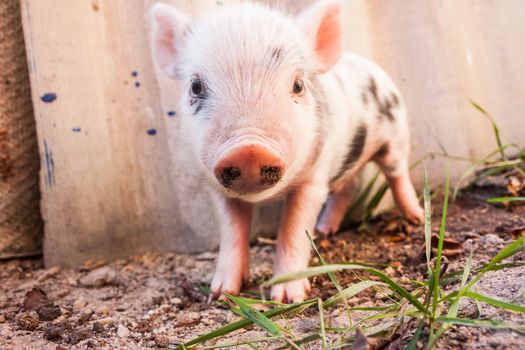 Close-up of a cute muddy piglet running around outdoors on the farm. Ideal image for organic farming