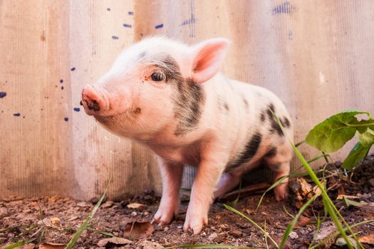 Close-up of a cute muddy piglet running around outdoors on the farm. Ideal image for organic farming