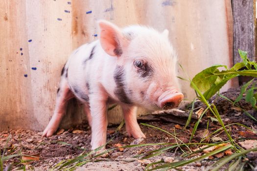 Close-up of a cute muddy piglet running around outdoors on the farm. Ideal image for organic farming