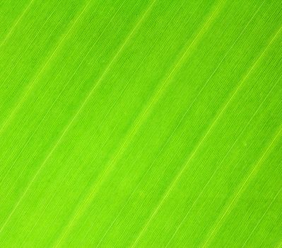 Texture of banana leaf for background