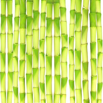 Fresh Bamboo seamless background