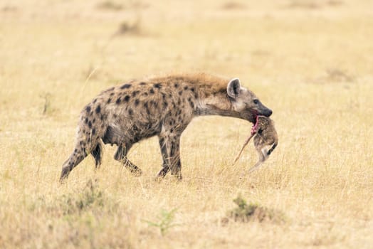 Spotted Hyena (Crocuta crocuta) - had killed a newborn antelope. Masai Mara Conservancy, Kenya, Africa