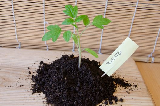 tomato seedling grow in small mound of black earth, paper card with the citation