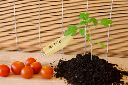 fresh tomato plant and small red tomato vegetable with paper card word on wooden tray, concept of harvest
