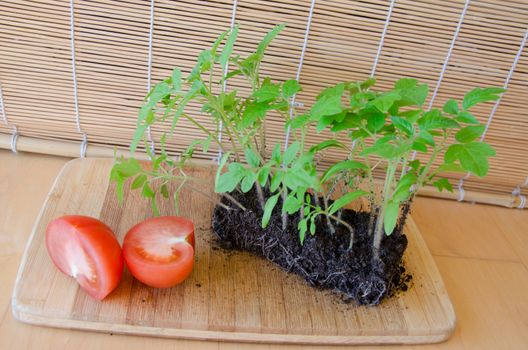 spring sprouts growing and big tomato cut in half, concept of tomato harvest