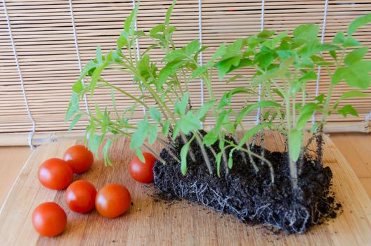 tomato green sprouted seedlings in earth and small red tomatoes on wooden tray