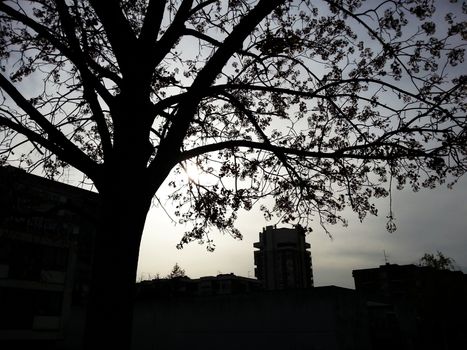Silhouettes of a tree and city in foreground with the setting sun in the afternoon behind it.