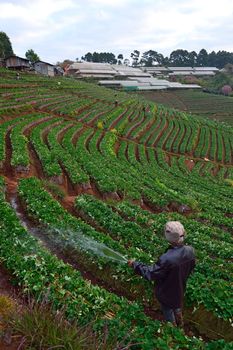 Worker in strawberry farm at Doi angkhang , Chiangmai province