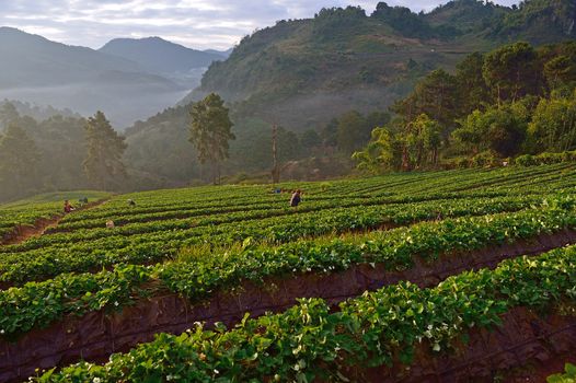 Strawberry farm at Doi angkhang , Chiangmai province