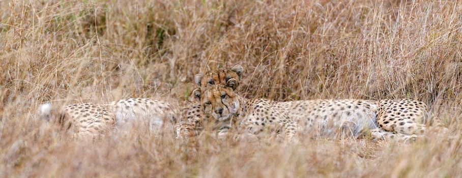 Adult cheetahs resting in long grass after  hunting, Masai Mara National Reserve, Kenya, East Africa