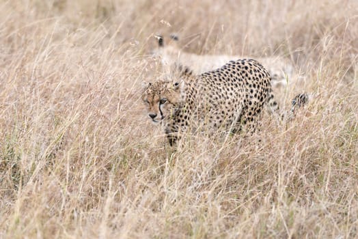 Two adult cheetahs walk through grasslands in Masai Mara National Reserve, Kenya, East Africa