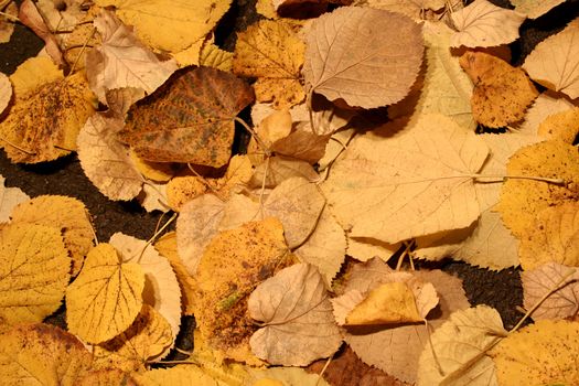 Autumn fall leaves. Great background. Good details.