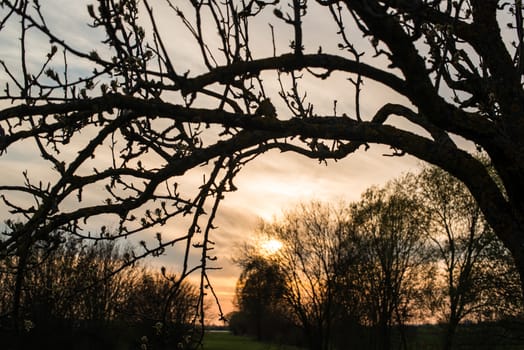 Dramatic and beautiful spring sunset view seen through the trees