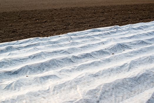 Field for growing vegetables covered by a plastic foil