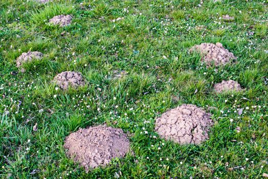 Lawn which has been damaged by a mole burrowing underneath and pushing up molehills