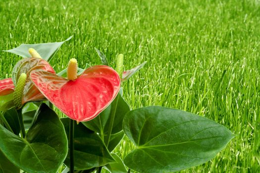 Cala Lily among green foliage.